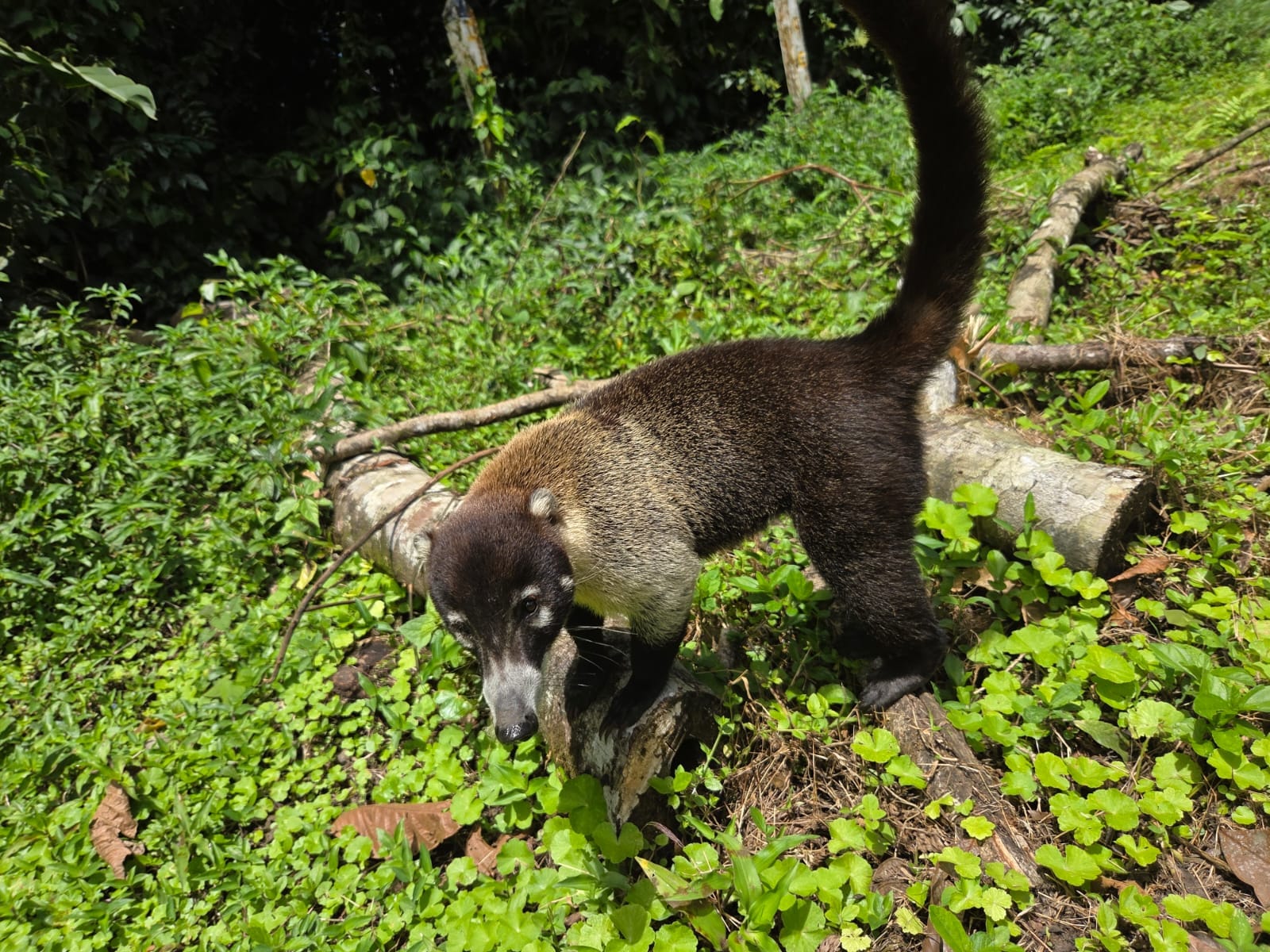 Naturaleza y fauna de Costa Rica